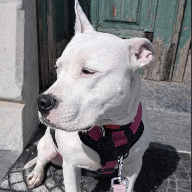 Enlarge Beans, a ADOPTABLE mixed breed in Philadelphia, PA image 4/6