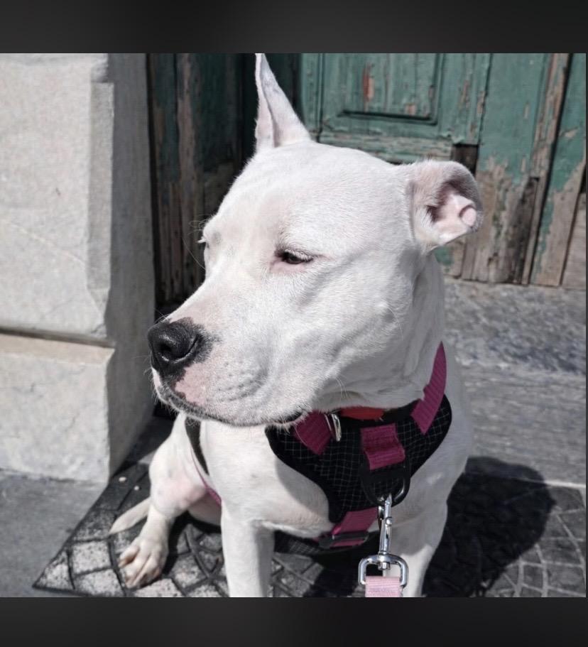 Enlarge Beans, a ADOPTABLE mixed breed in Philadelphia, PA image 3/6
