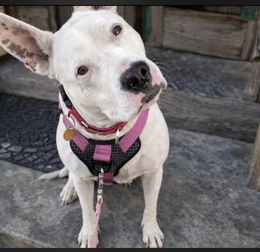 Enlarge Beans, a ADOPTABLE mixed breed in Philadelphia, PA image 1/6