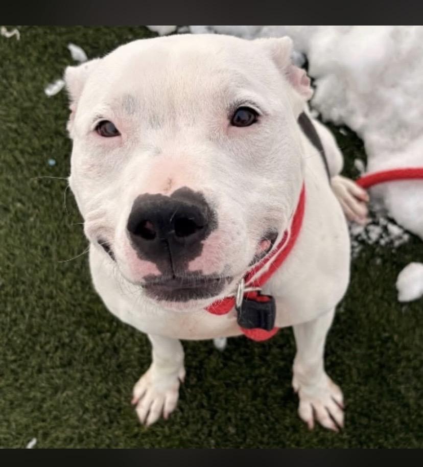 Enlarge Beans, a ADOPTABLE mixed breed in Philadelphia, PA image 6/6