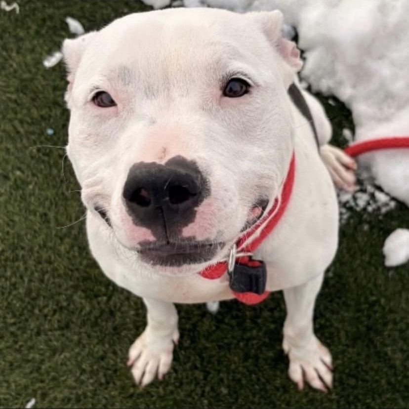 Enlarge Beans, a ADOPTABLE mixed breed in Philadelphia, PA image 6/6