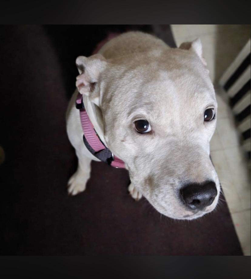 Enlarge Beans, a ADOPTABLE mixed breed in Philadelphia, PA image 4/6