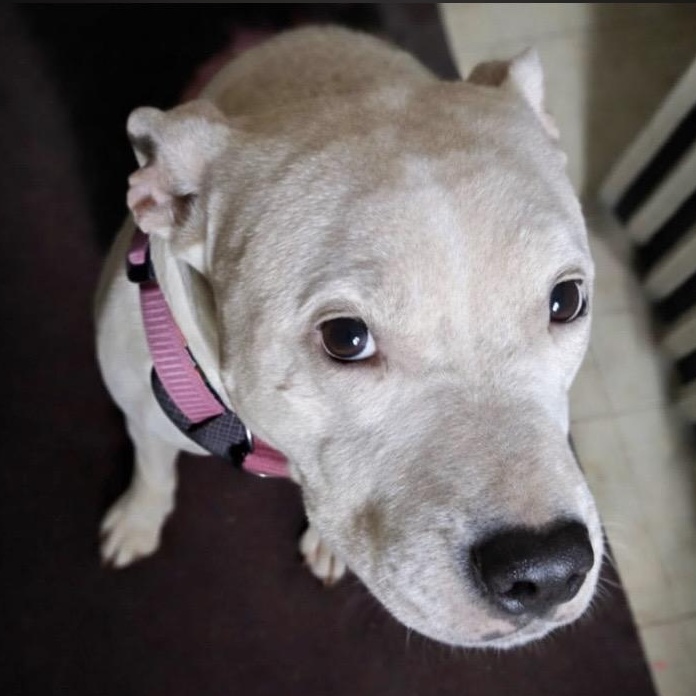 Enlarge Beans, a ADOPTABLE mixed breed in Philadelphia, PA image 5/6