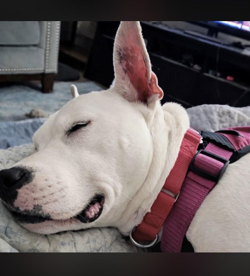 Enlarge Beans, a ADOPTABLE mixed breed in Philadelphia, PA image 5/6