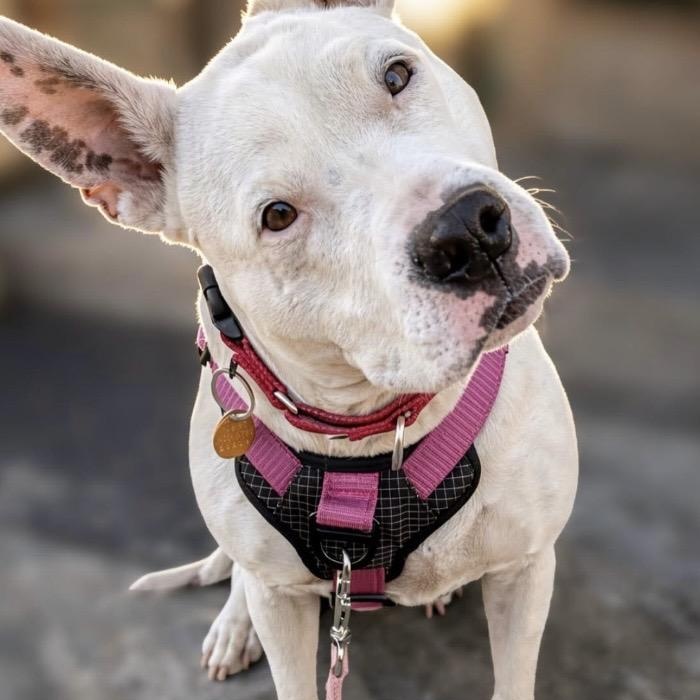 Beans, ADOPTABLE, Adult Female American Staffordshire Terrier & Pit Bull Terrier.