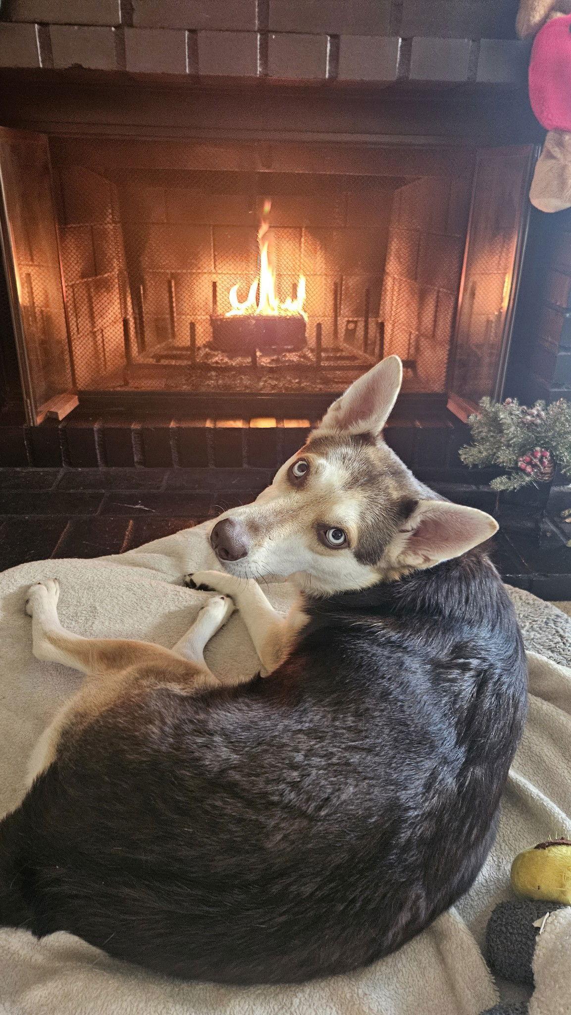 Fay, a Adopted Siberian Husky in Escondido, CA image 2/3