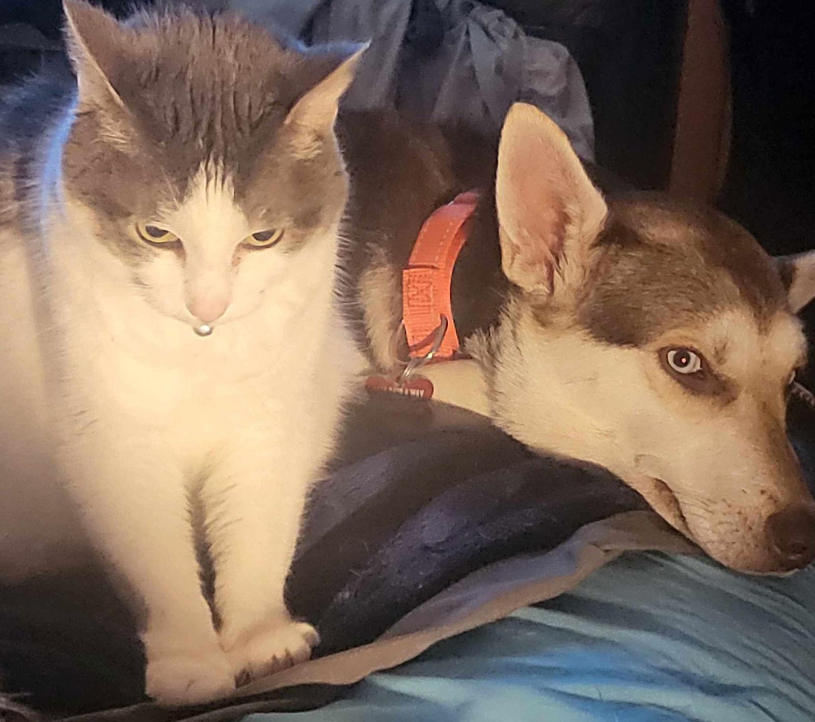 Fay, a Adopted Siberian Husky in Escondido, CA image 3/3