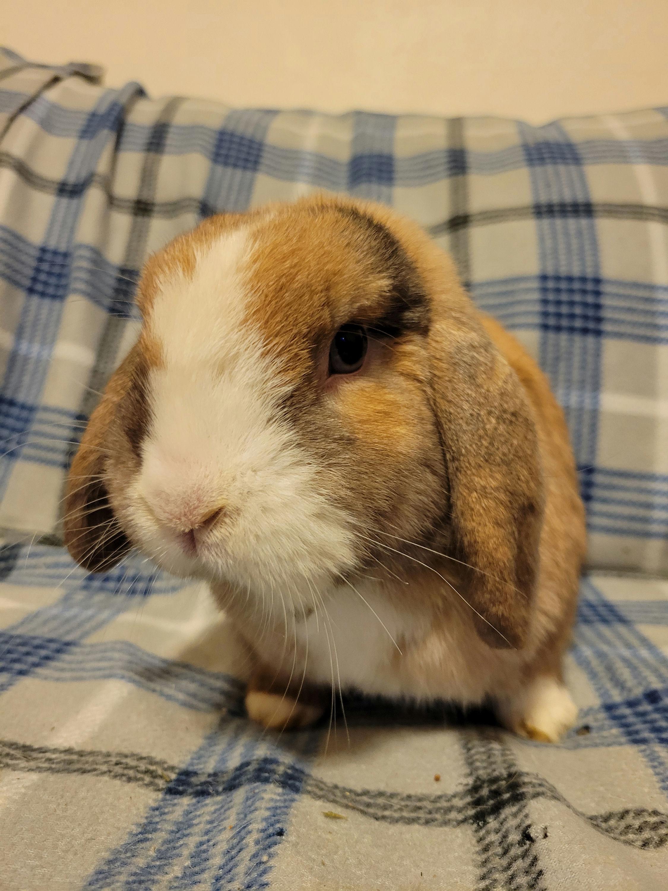 Dennis Hopper, Adult Male unknown