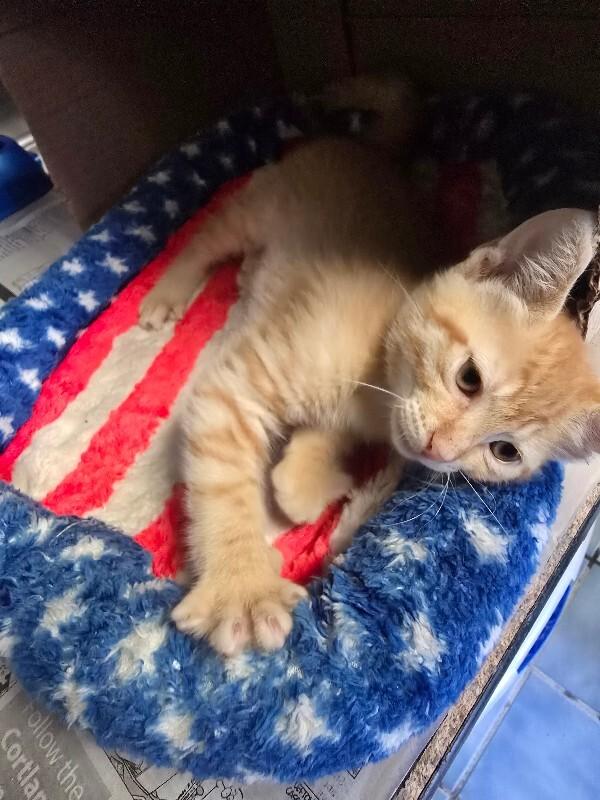 Landon, Adoptable, Young Male Domestic Short Hair & Domestic Short Hair.