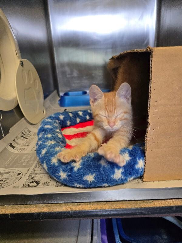 Landon, a Adoptable mixed breed in Cortland, NY image 2/6