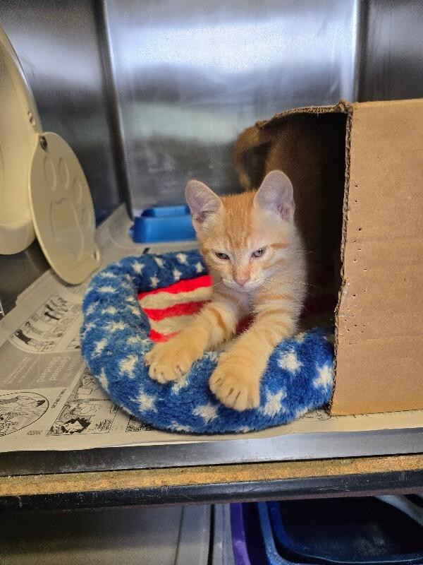 Landon, a Adoptable mixed breed in Cortland, NY image 3/6