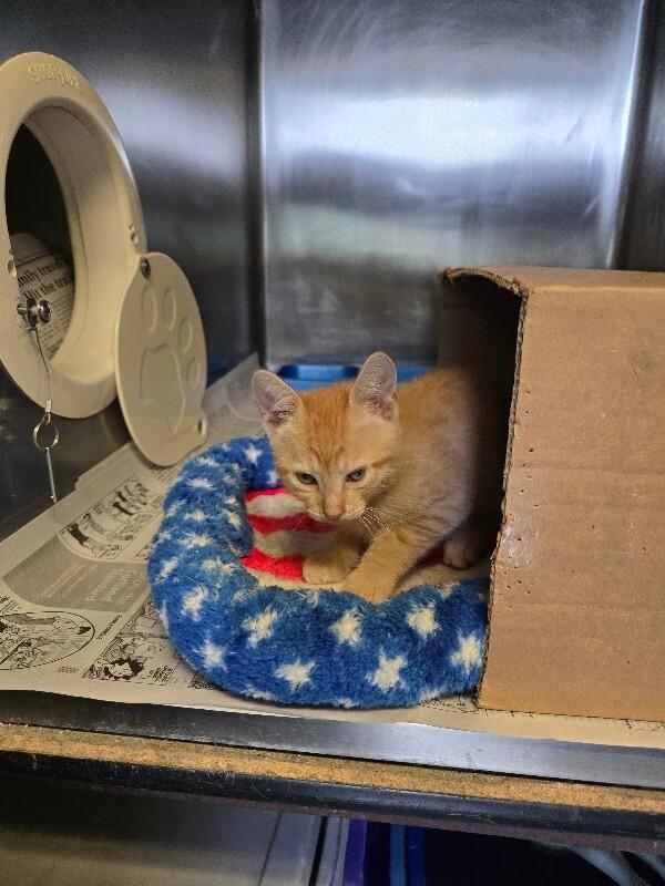Landon, a Adoptable mixed breed in Cortland, NY image 4/6