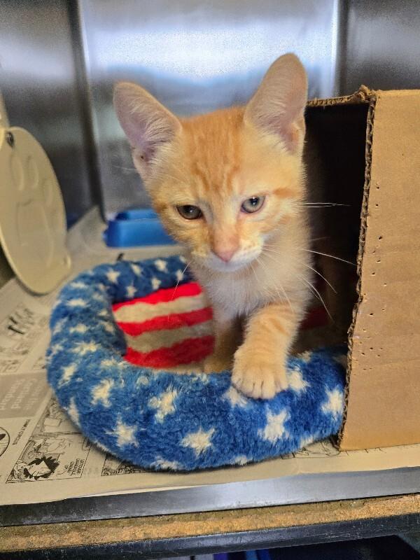 Landon, a Adoptable mixed breed in Cortland, NY image 5/6