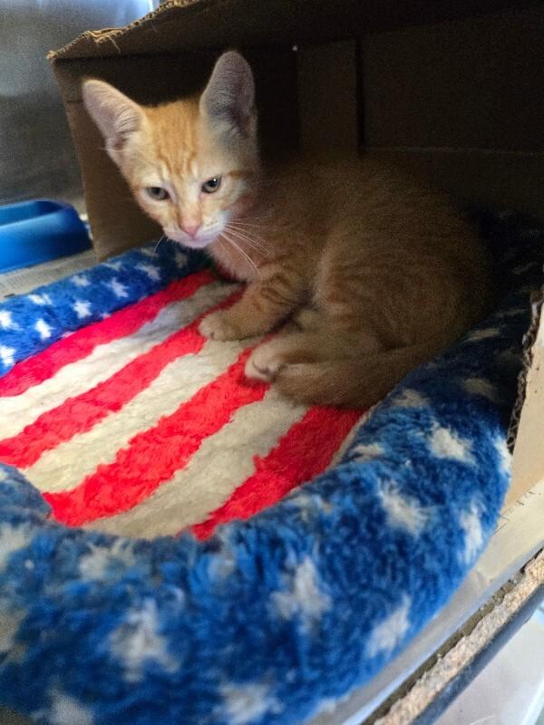 Landon, a Adoptable mixed breed in Cortland, NY image 6/6