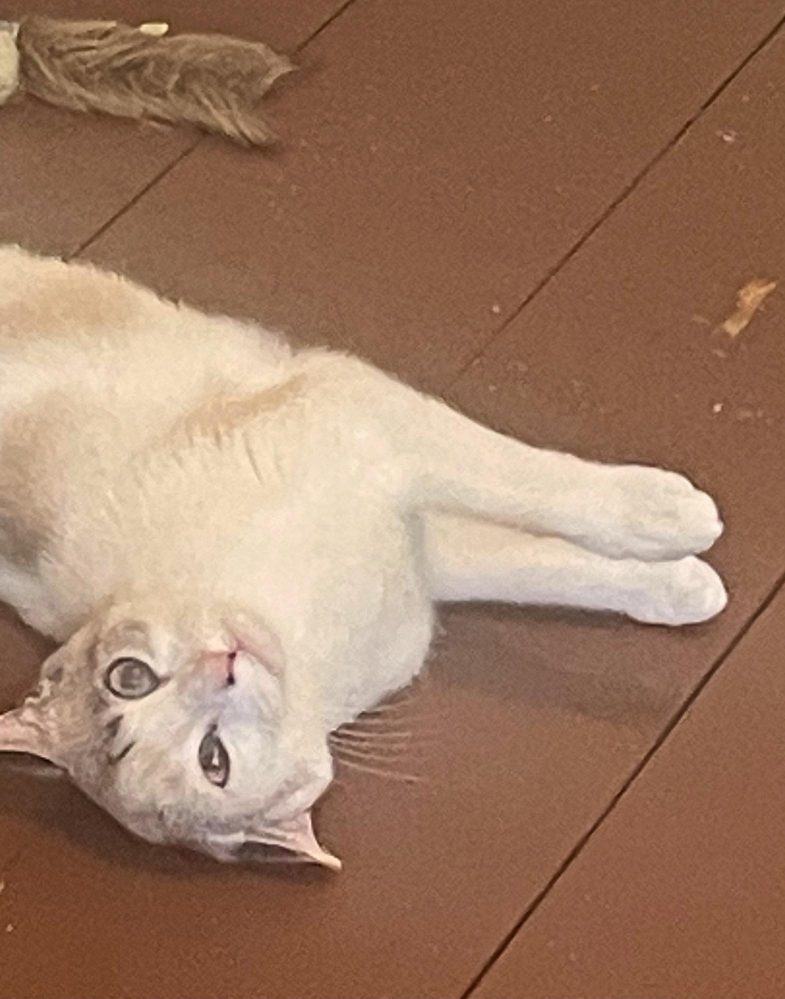 Moon, a ADOPTABLE Domestic Short Hair in Roslindale, MA image 1/4