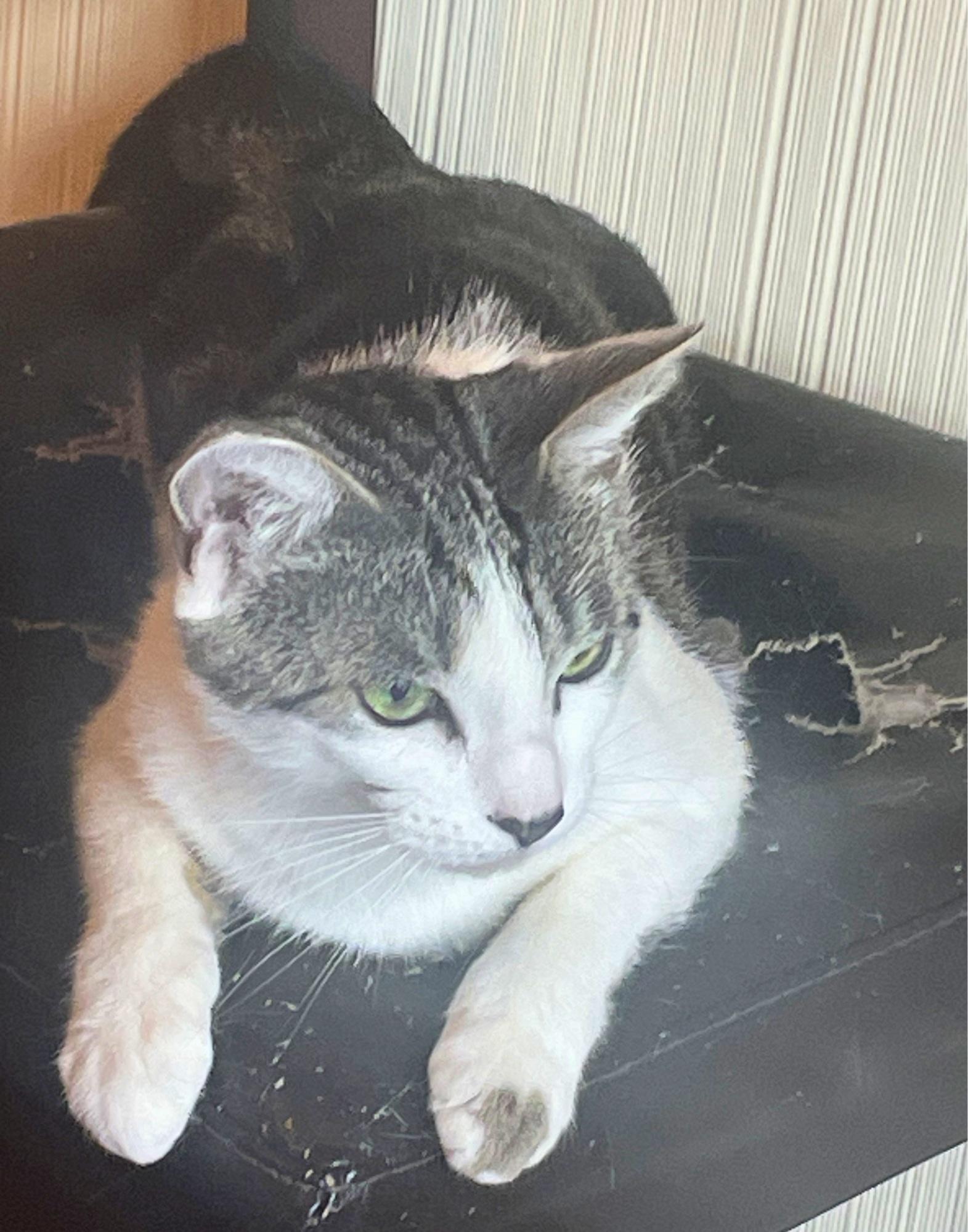 Moon, a ADOPTABLE Domestic Short Hair in Roslindale, MA image 4/4