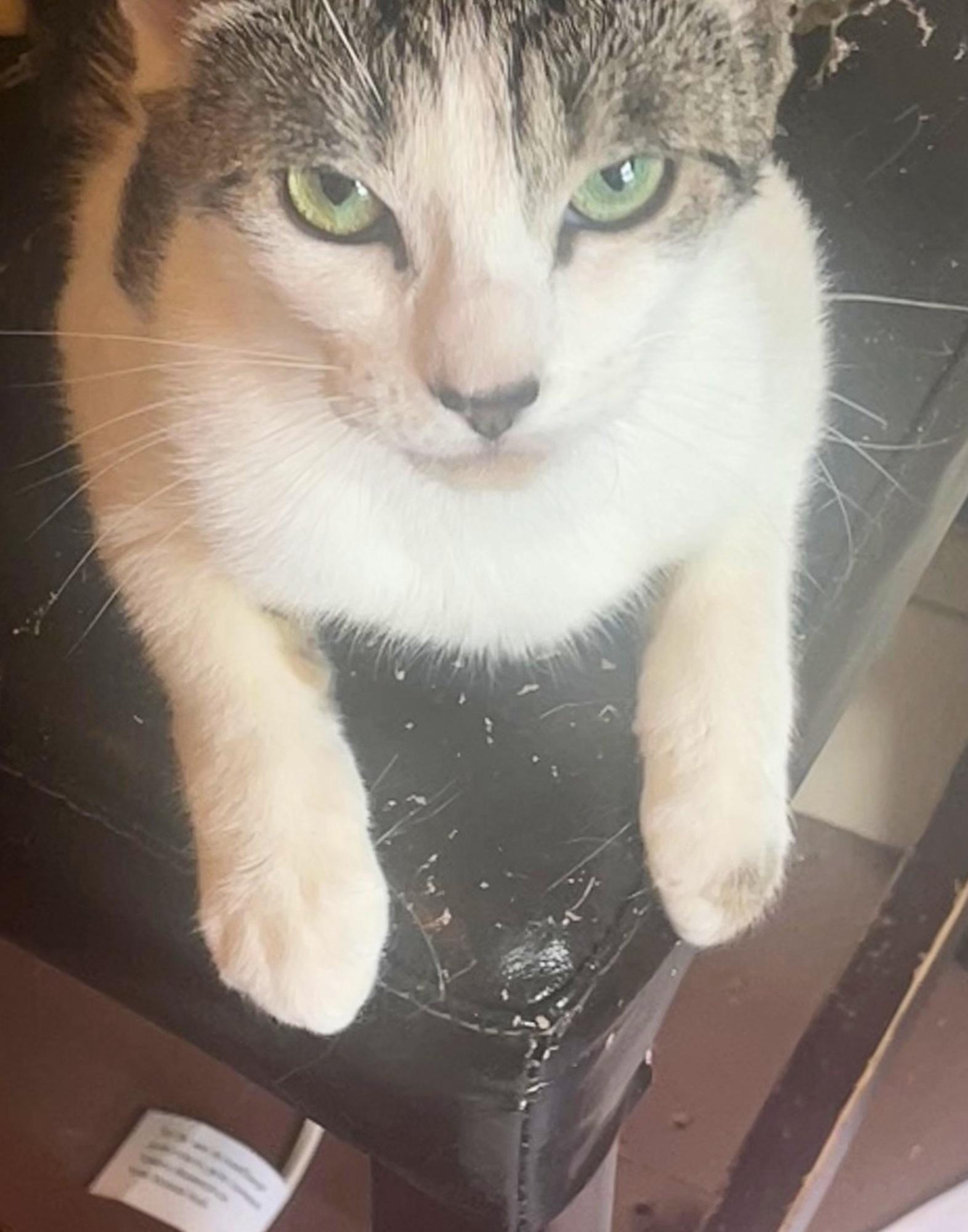 Moon, a ADOPTABLE Domestic Short Hair in Roslindale, MA image 2/4