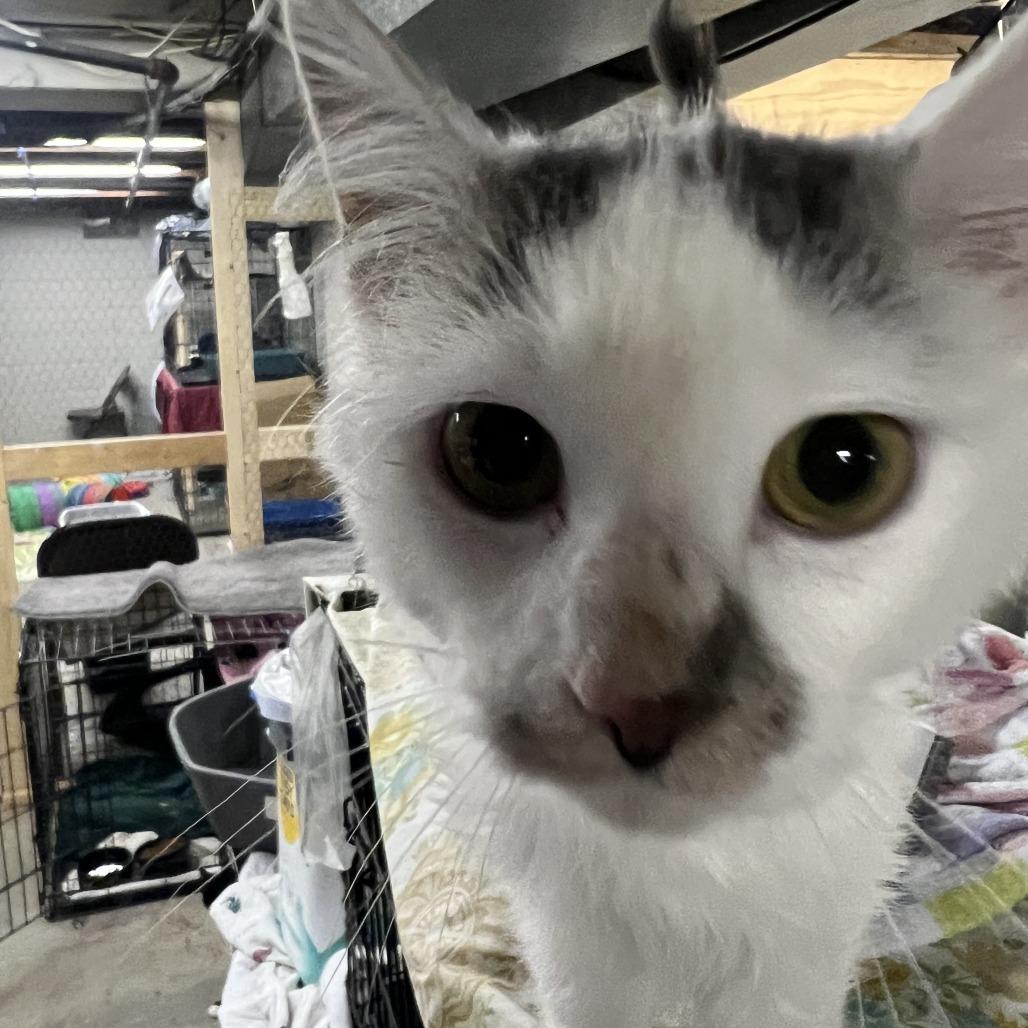 Carrick, Adoptable, Young Female Domestic Medium Hair.