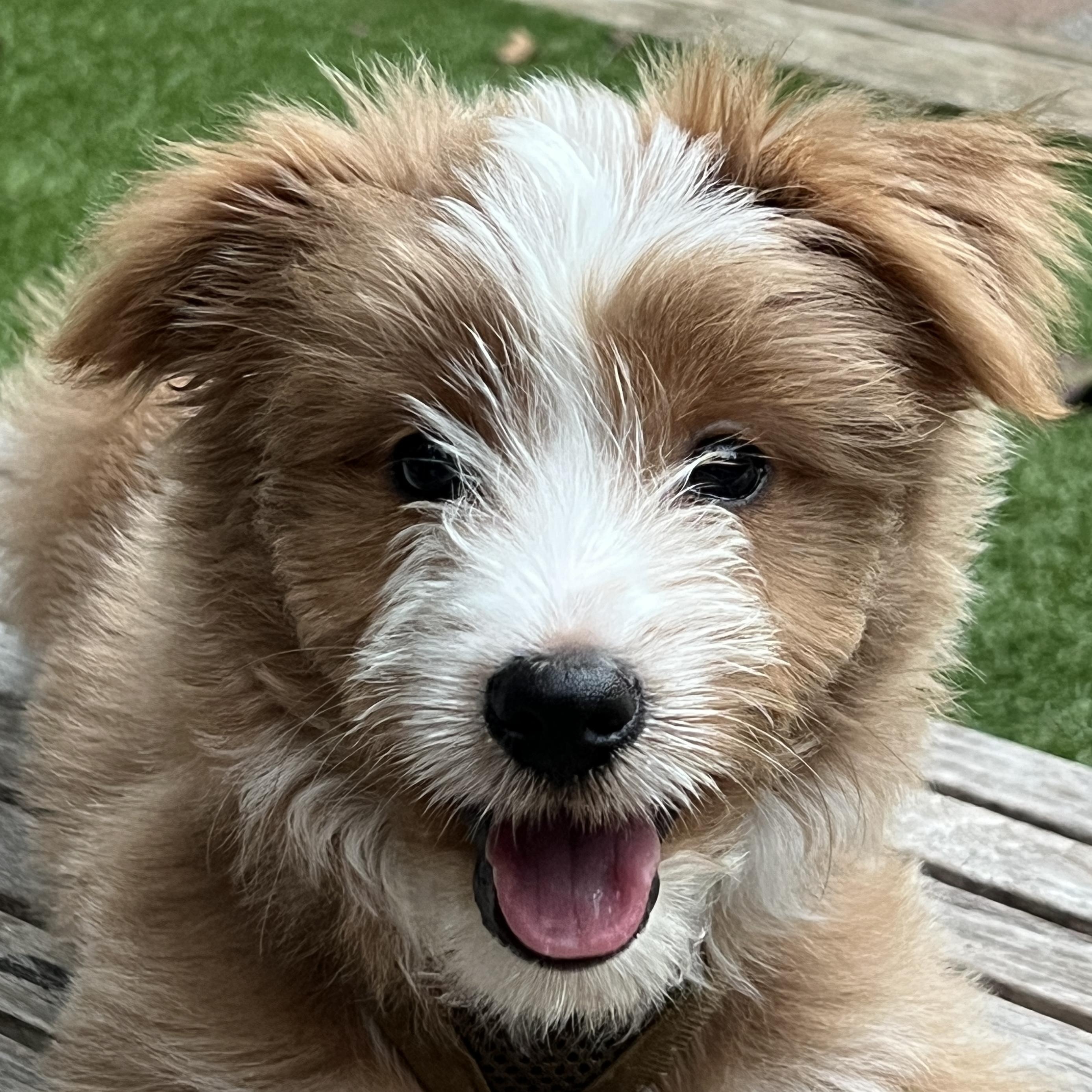 Fozzy, Adopted, Puppy Male Australian Shepherd & Poodle.