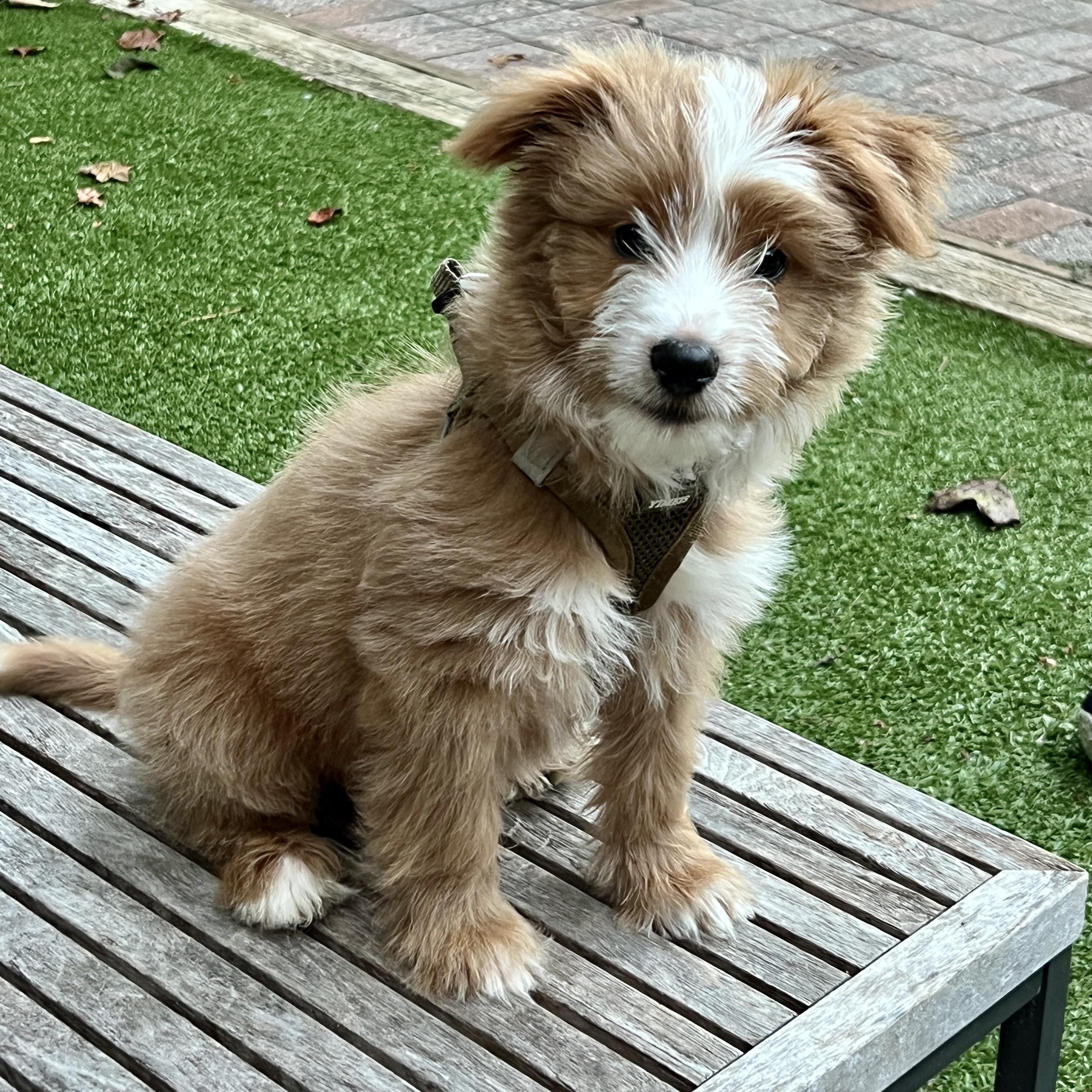Enlarge Fozzy, a Adopted mixed breed in High Point, NC image 3/6