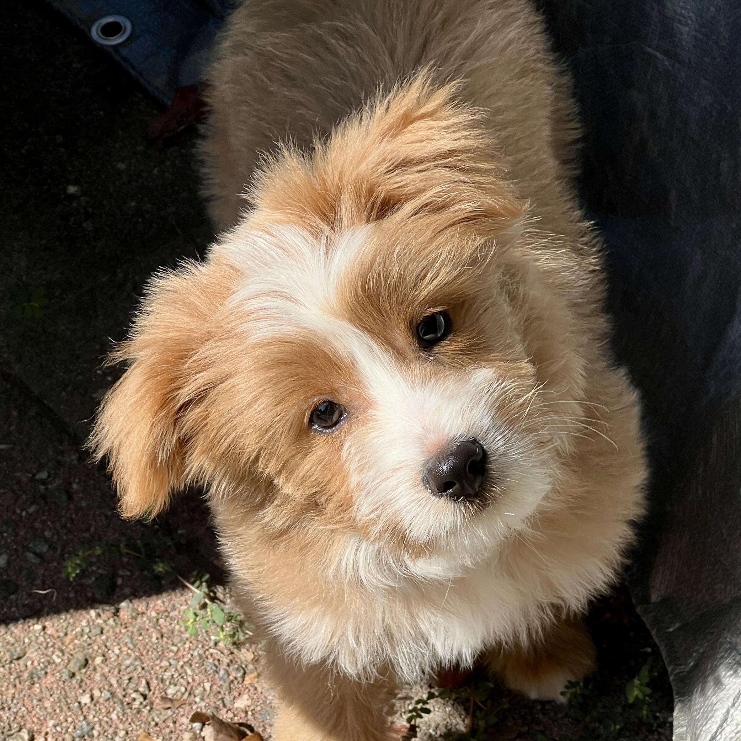 Enlarge Fozzy, a Adopted mixed breed in High Point, NC image 2/6