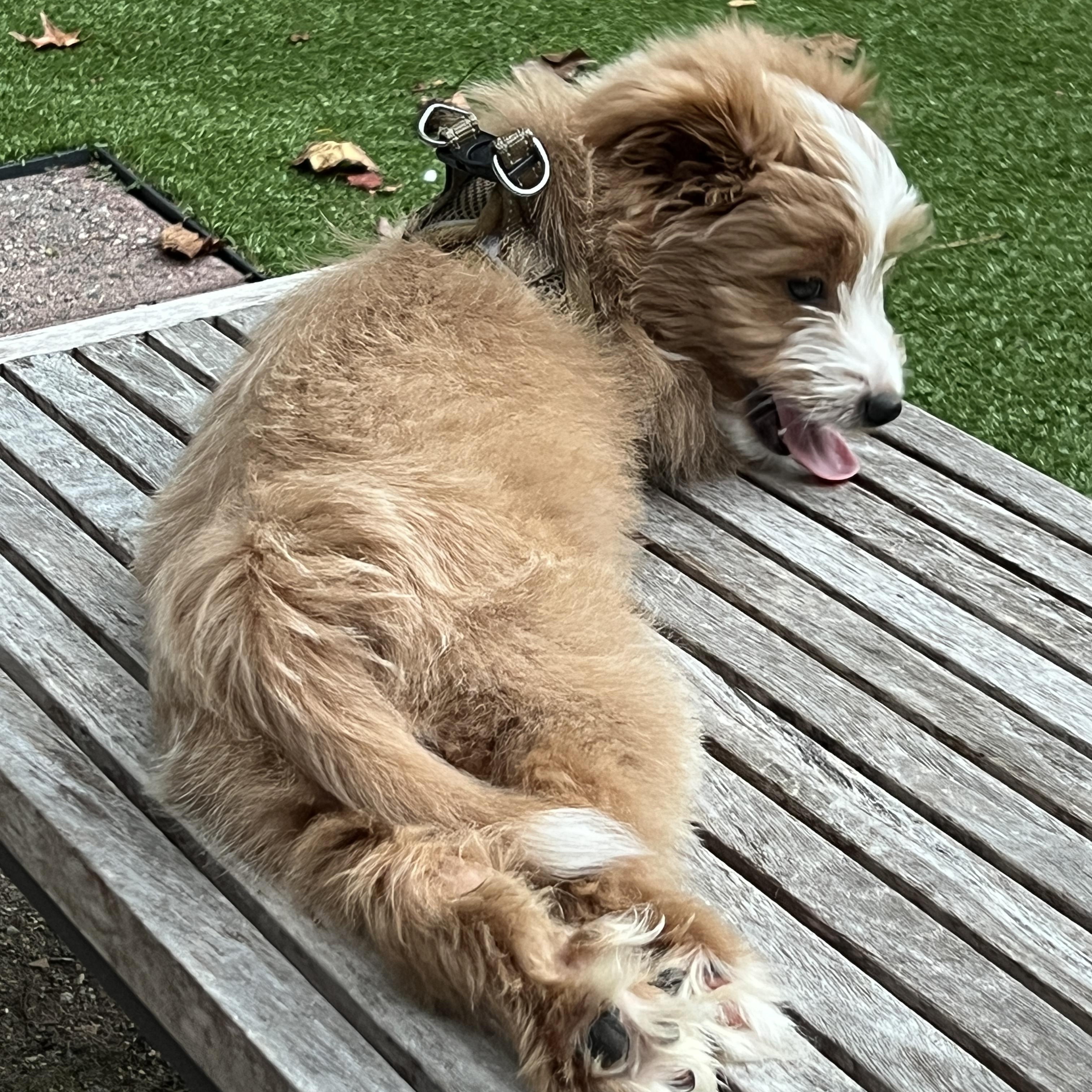 Enlarge Fozzy, a Adopted mixed breed in High Point, NC image 5/6