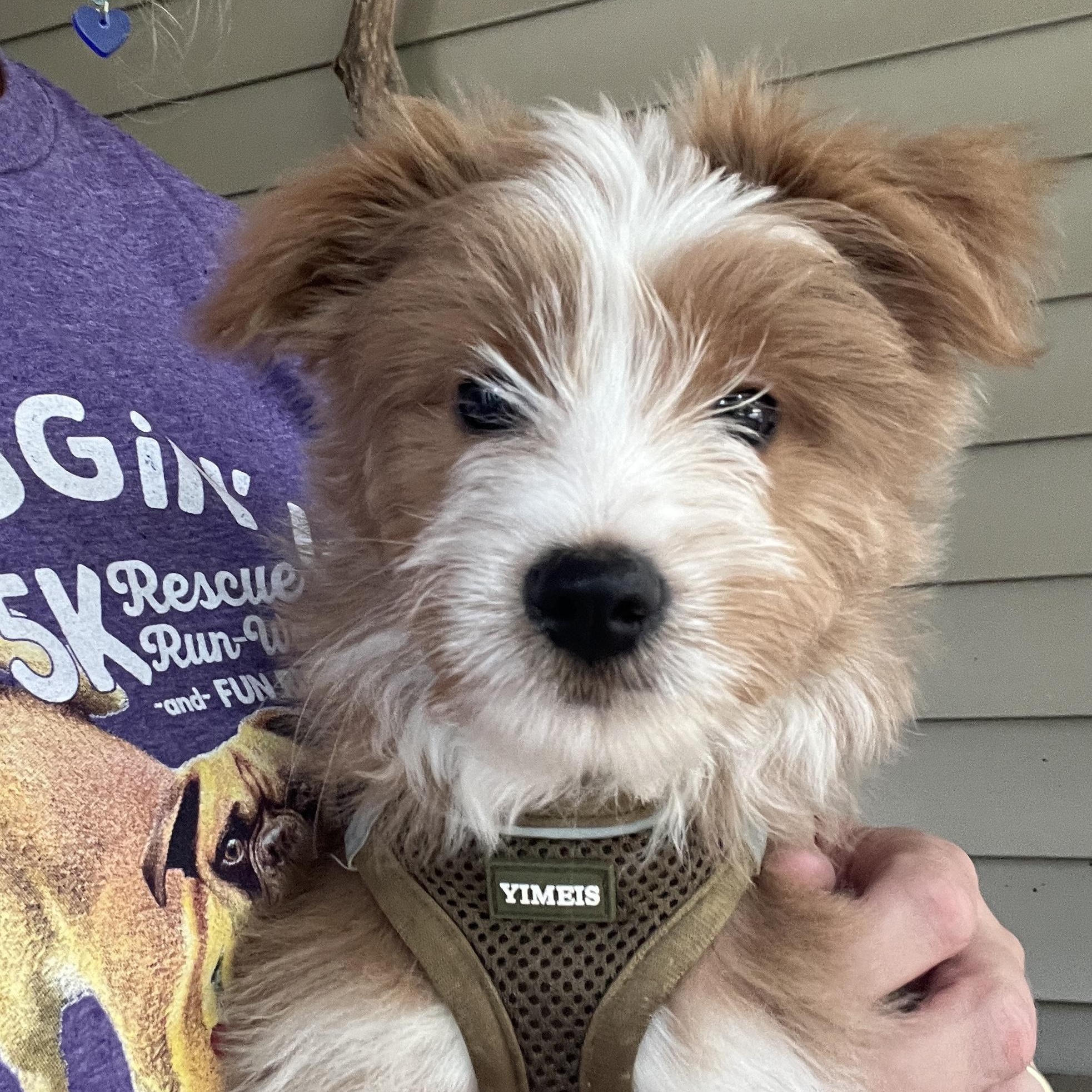 Enlarge Fozzy, a Adopted mixed breed in High Point, NC image 4/6