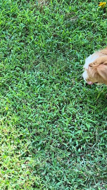 Enlarge Fozzy, a Adopted mixed breed in High Point, NC video 6/6