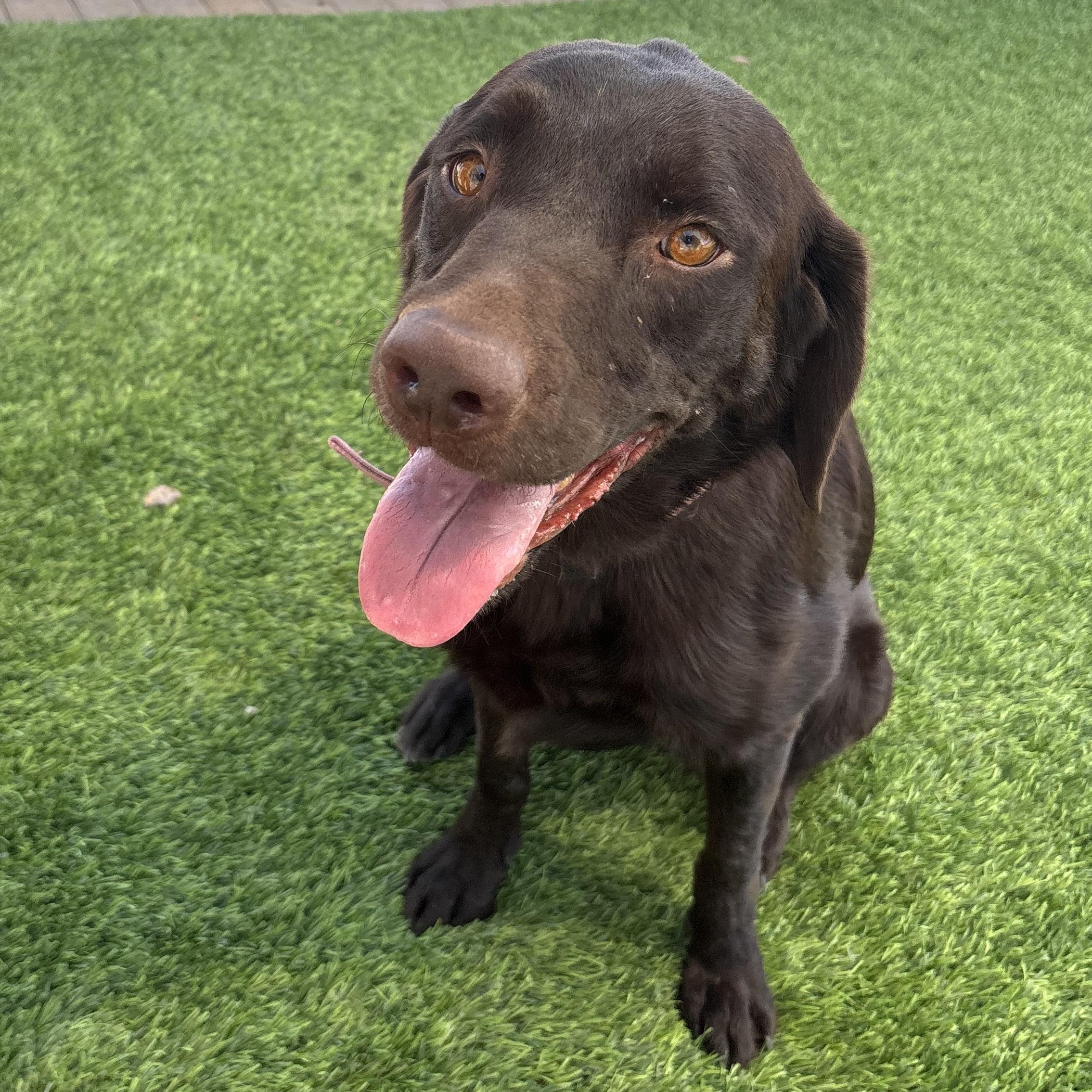 Miley, ADOPTABLE, Adult Female Chocolate Labrador Retriever.