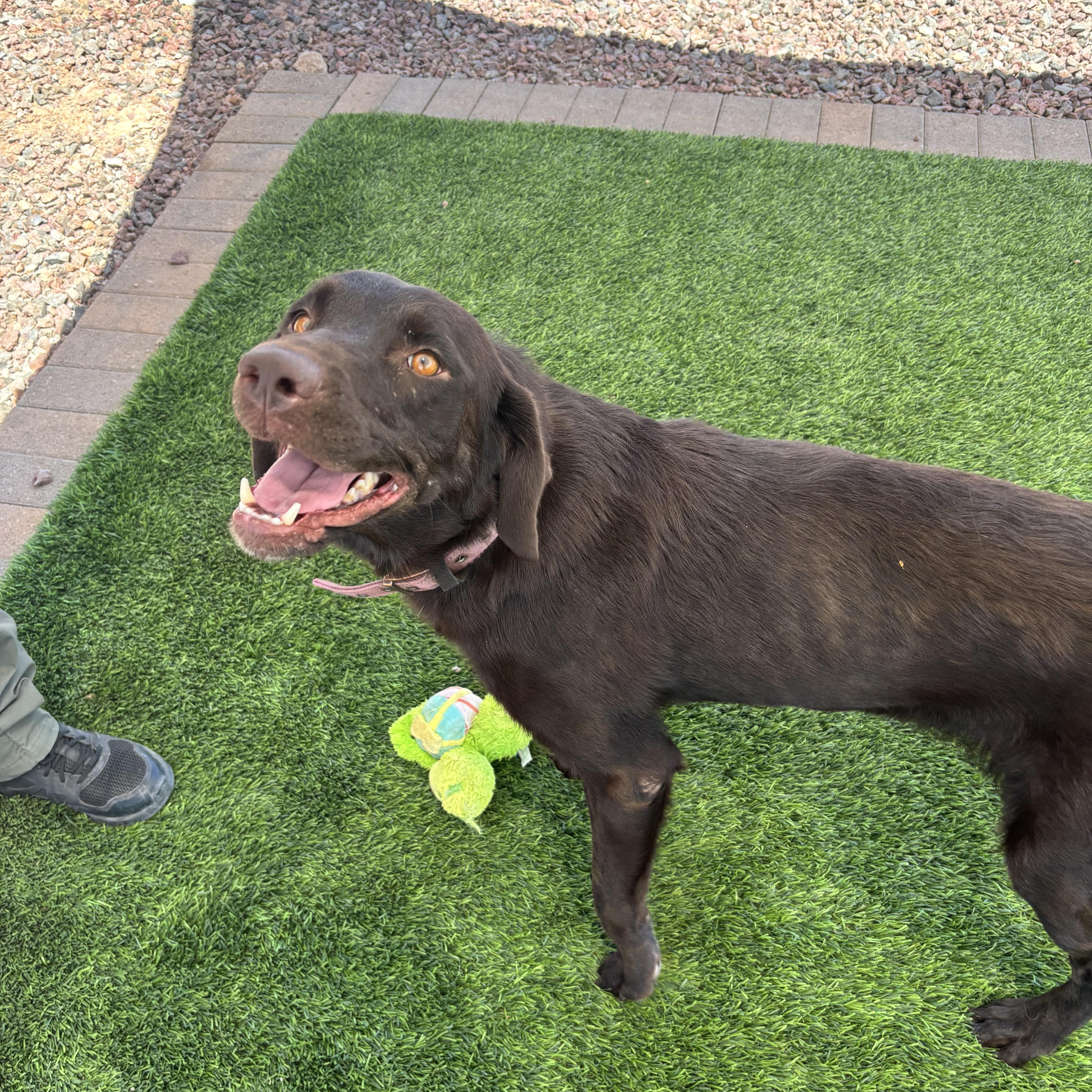Miley, an adopted Chocolate Labrador Retriever in Washington, UT image 2/2