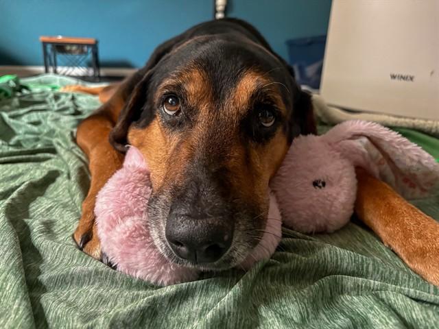YUNA, Adoptable, Senior Female Doberman Pinscher & Black and Tan Coonhound.