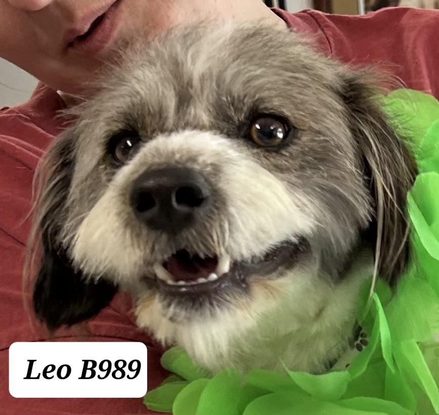 Leo, adopted, Adult Male Jack Russell Terrier & Poodle.
