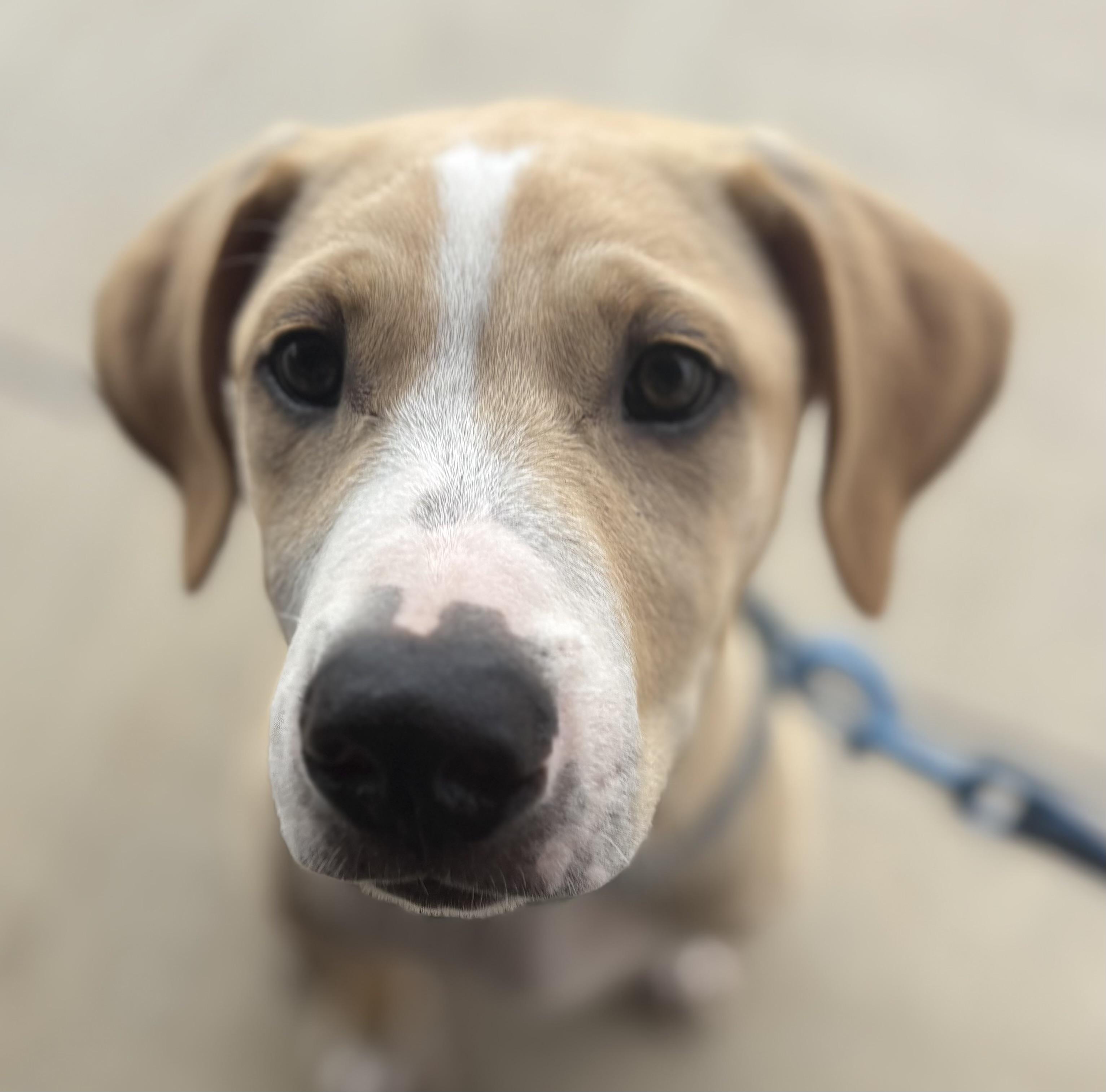 REX
