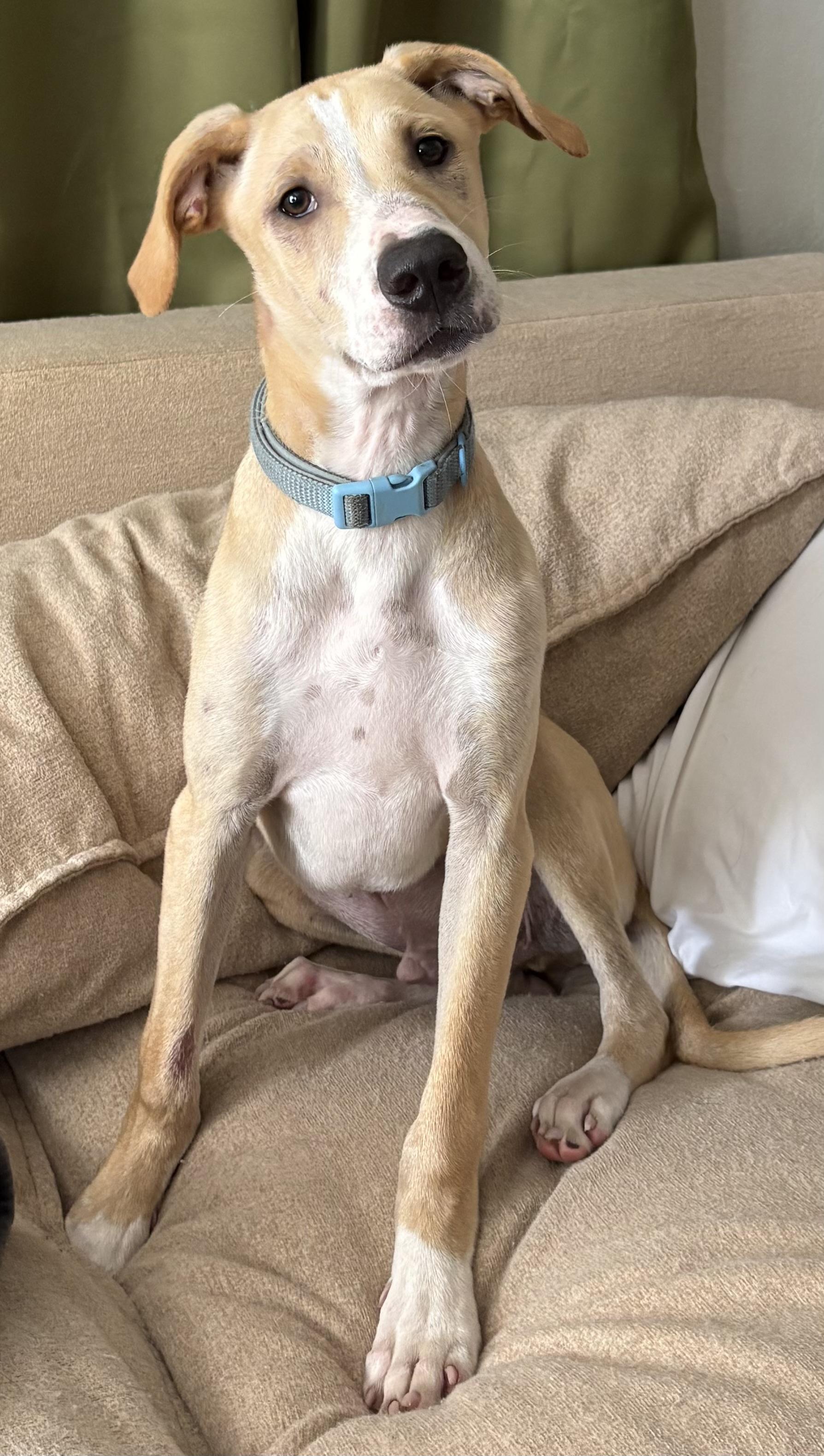 REX