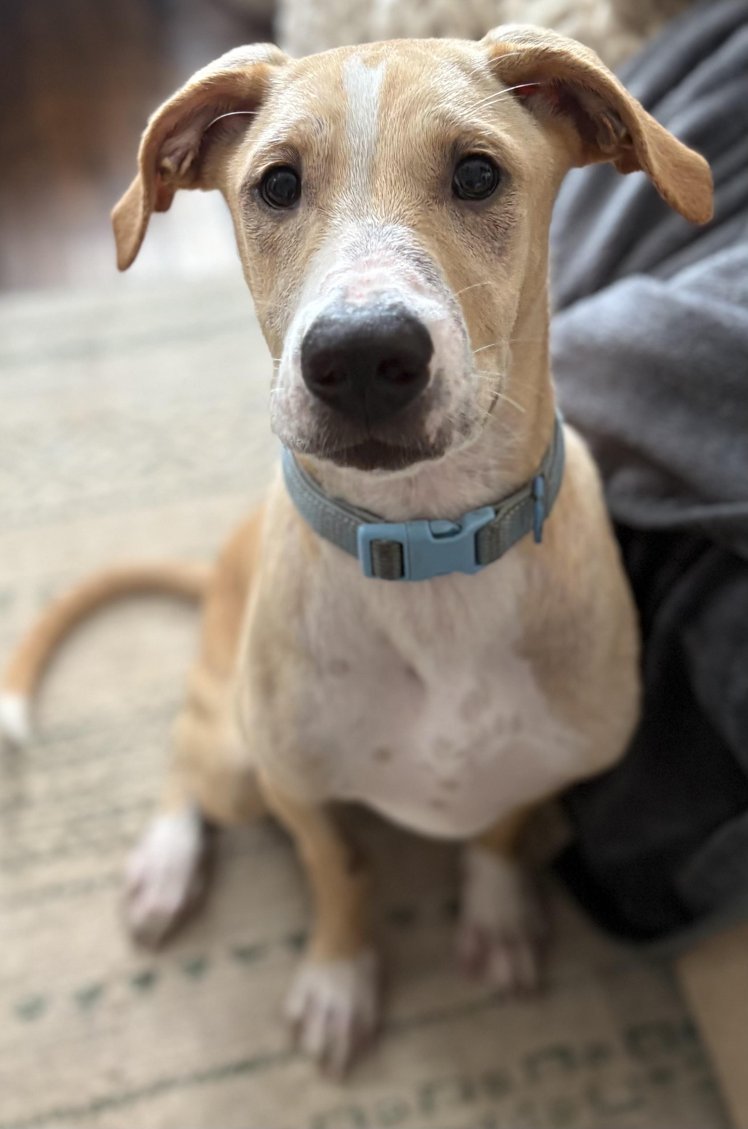 REX