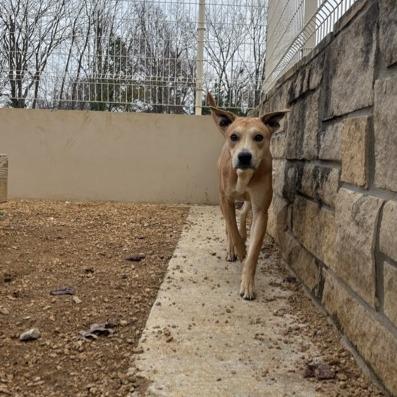 Goldie, Adoptable, Young Female Mixed Breed.