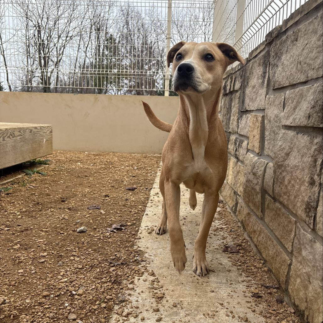 Goldie, a Adoptable Mixed Breed in Bentonville, AR image 2/2
