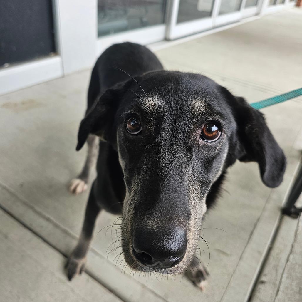 Enlarge S1_Iris, a Adoptable Mixed Breed in mount vernon, AR image 2/2