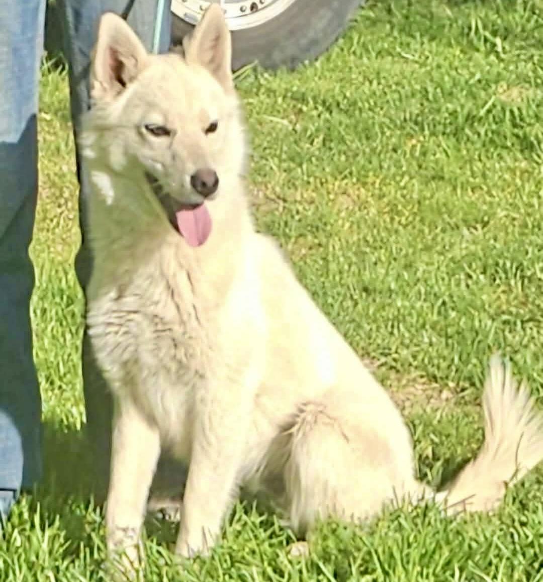 Jimmy, a Adoptable mixed breed in Pocatello, ID image 3/4