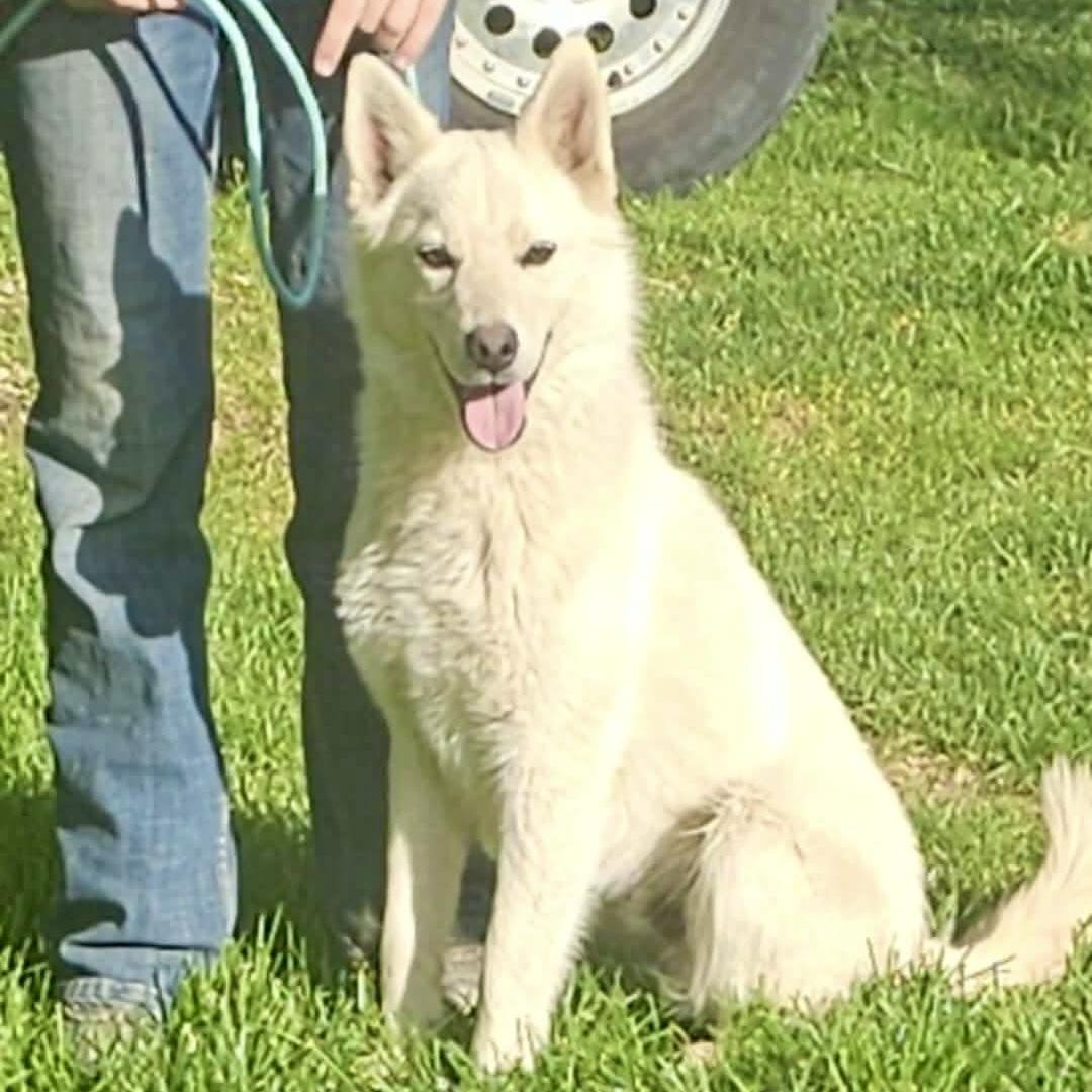 Jimmy, a Adoptable mixed breed in Pocatello, ID image 1/4