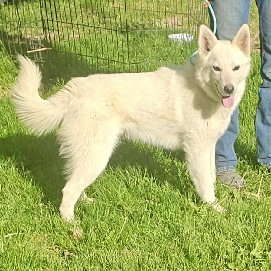 Jimmy, a Adoptable mixed breed in Pocatello, ID image 4/4