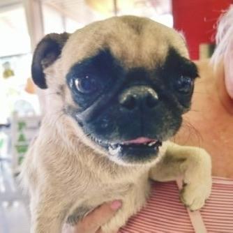 Lola, ADOPTABLE, Adult Female Pug.