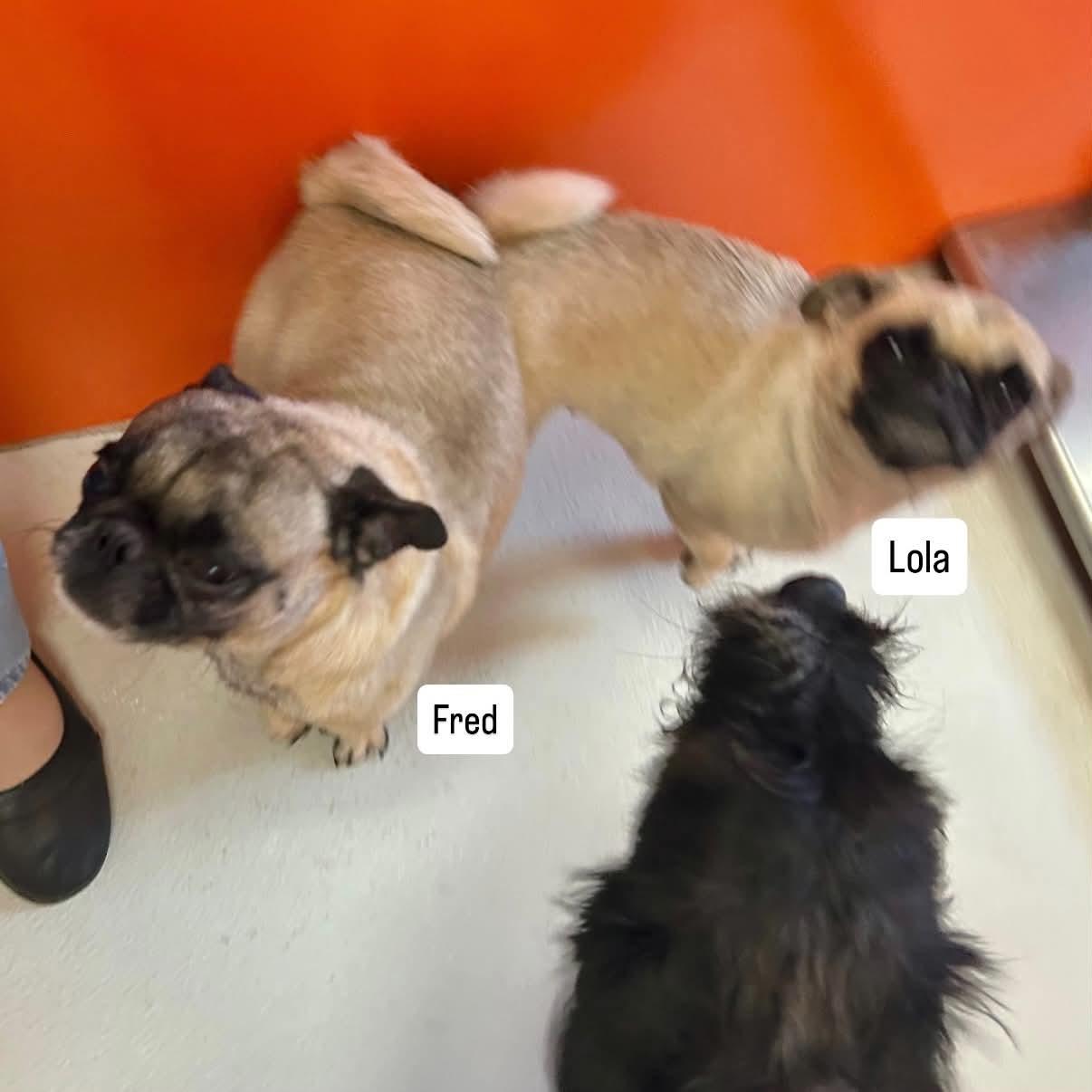 Enlarge Lola, a ADOPTABLE Pug in Boulder, CO image 3/4