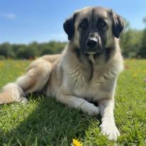 Meeka, Adoptable, Adult Female Anatolian Shepherd.