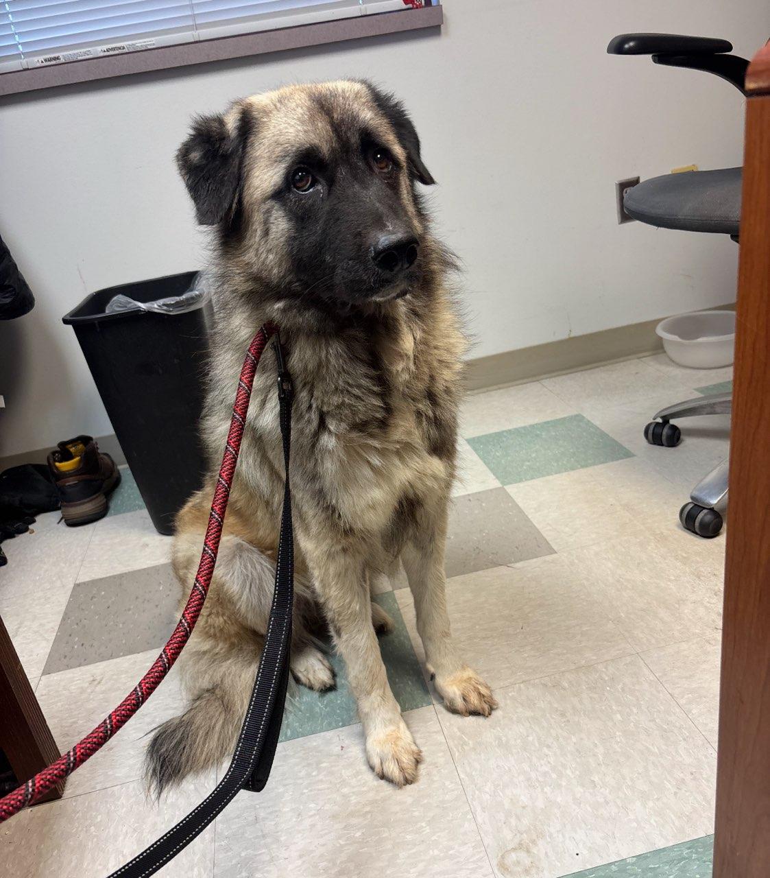 Enlarge Meeka, a Adoptable mixed breed in Shinnston, WV image 3/3