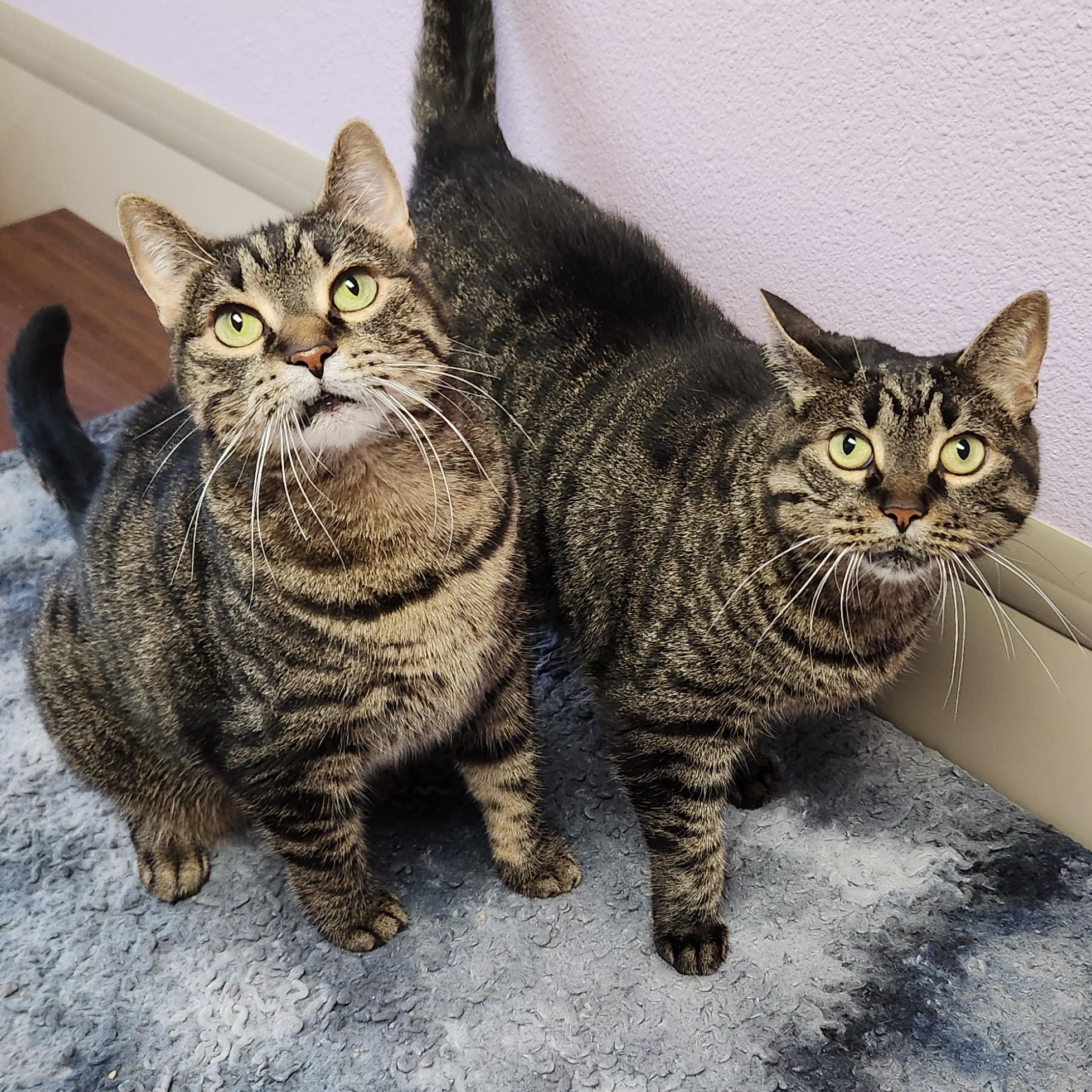 Tia, a Adoptable Tabby in Marshfield, WI image 3/6