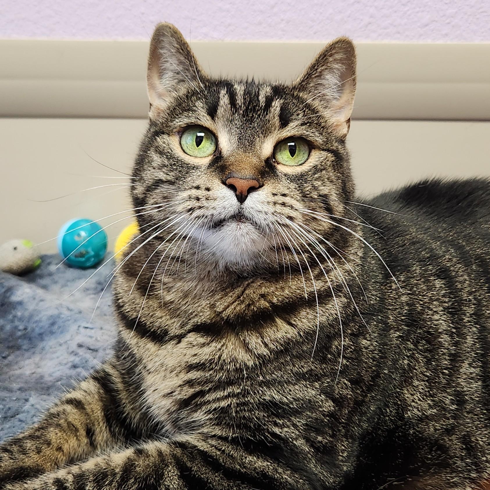 Tia, Adoptable, Adult Female Tabby.