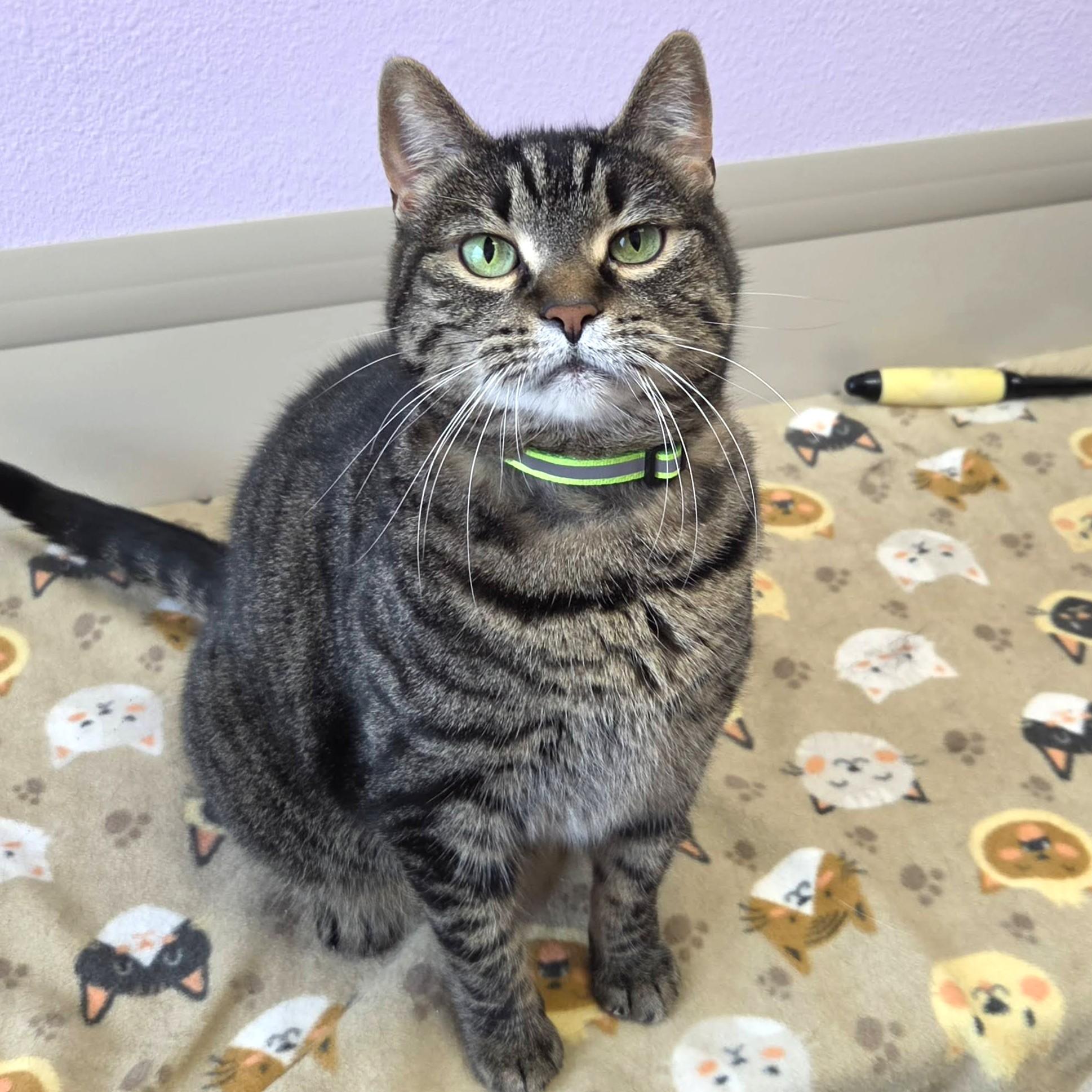 Enlarge Tia, a Adoptable Tabby in Marshfield, WI image 5/6