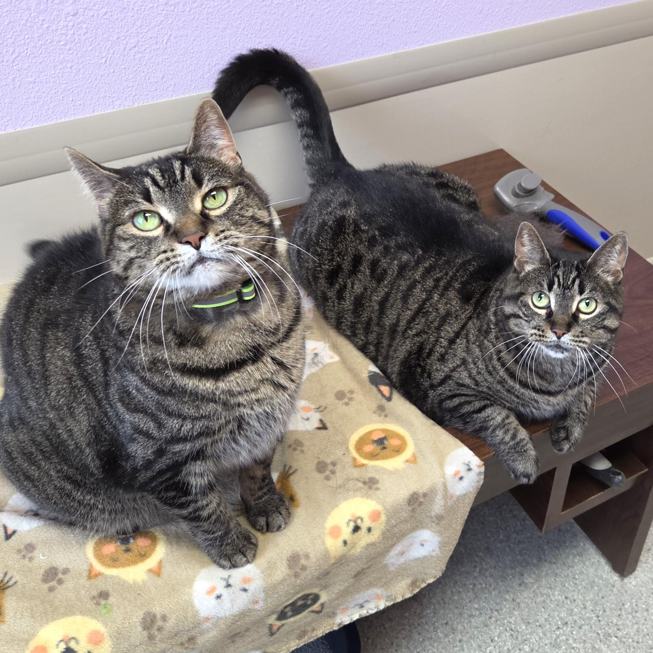 Enlarge Tia, a Adoptable Tabby in Marshfield, WI image 6/6