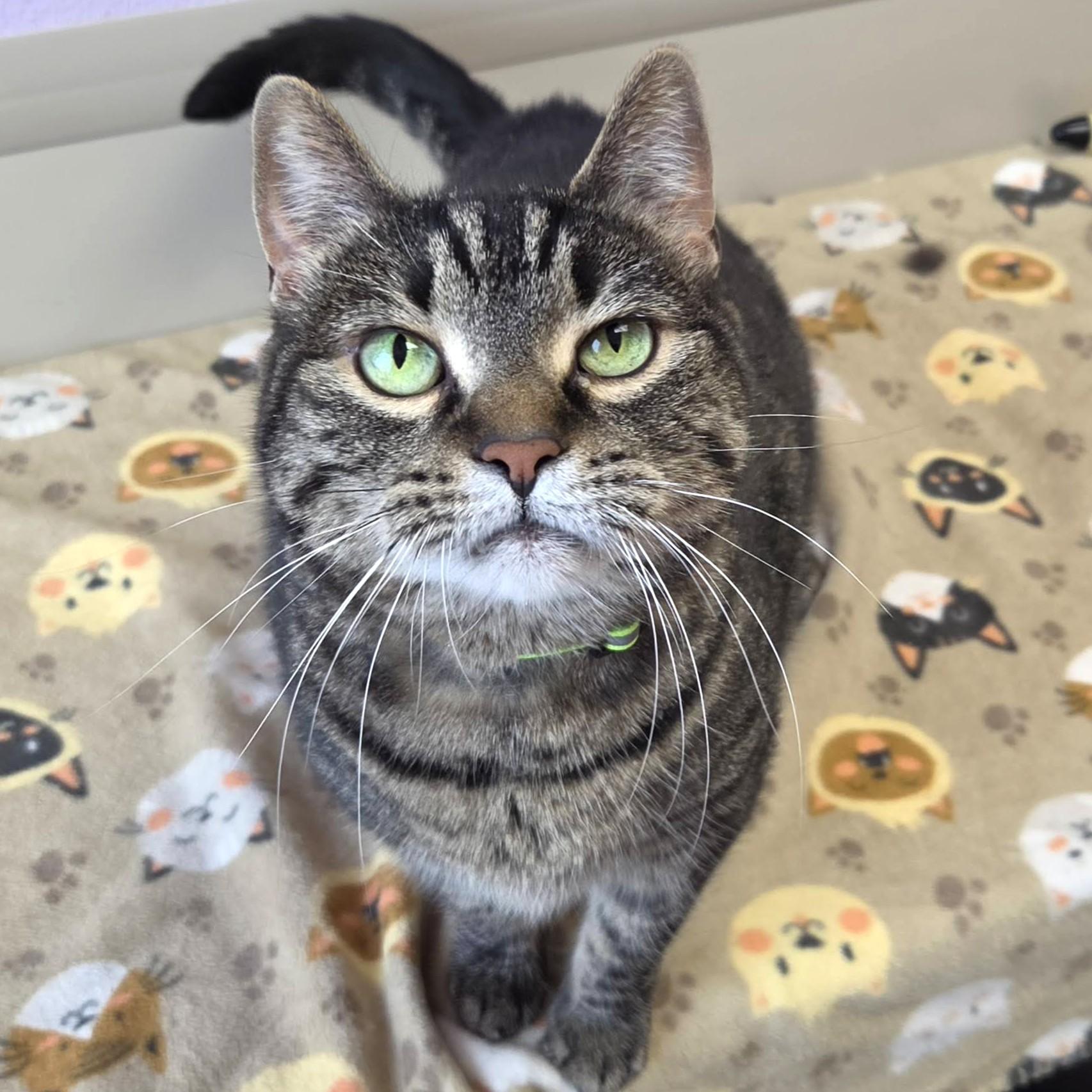 Tia, Adoptable, Adult Female Tabby.